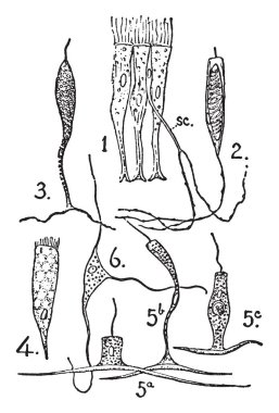 Üç destek hücreleri ve bir anlamda hücre, çizim için vintage veya illüstrasyon oyma gösterilen tentacles.