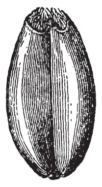 Bu açık buğday tahıl parçasıdır. Bu tohum oval, vintage çizgi çizme veya oyma illüstrasyon boyutudur.