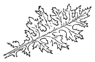 Acanthus yaprakları derin sinuate kesilir. Öyle uzun tek bırak, vintage çizgi çizme veya oyma illüstrasyon.