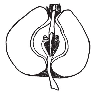 İyi bilinen bir elma, armut ve ayva meyvesi bir getireyim bölümünde bir resim gösteriyor. Bileşik bir pistil tutarlı calyx-Tüp, vintage çizgi çizme veya oyma illüstrasyon geldiğini.