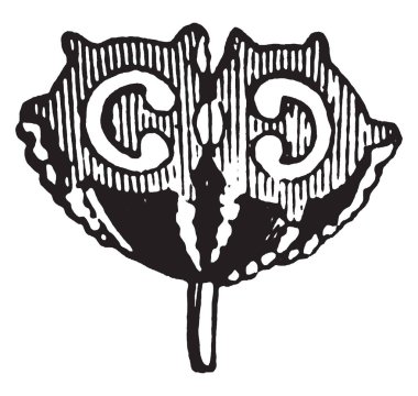 Zehir Hemlock çiçek resmi gösterir. Havuç ailesine ait olan ve Avrupa ve Kuzey Afrika, vintage çizgi çizme ve gravür illüstrasyon için yerel.