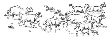 Hayvancılık tutulan bir memeli koyundur. Belgili tanımlık doğurmak bağlı olarak koyun farklı türleri vardır. Sekiz koyun yürüme aynı yönde, Vintage çizgi çizme veya oyma resimde gösterilmiştir.