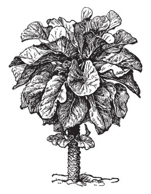 Karalahana Güney AMERİKA'da yaygındır yapraklı yeşil sebze bir türüdür Yemek, vintage çizgi çizme veya oyma illüstrasyon için.