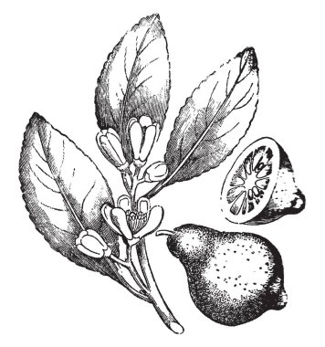 Meyve ve çiçekler, vintage çizgi çizme veya oyma illüstrasyon bir limon ağacı dalı.