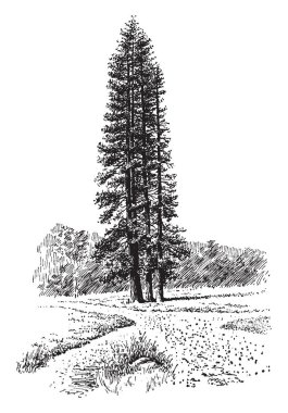 Pinus Ponderosa'yı da sarı çam ağacı, Batı Kuzey Amerika'da oluşur. Çabuk uzayan dal 232 adımdı ve en eski ağaç 600 yıl, vintage çizgi çizme veya oyma illüstrasyon.