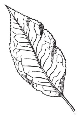 Dağ Holly yaprak resmini. Yaprak döken yaprakları diğer hollies büyüktür, fakat bu uzun konik ve daha küçük meyveler, vintage çizgi çizme veya oyma illüstrasyon yerine ucundaki yuvarlanır daha az dişli yapraklar.