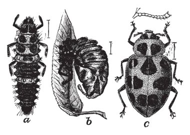 Avrupa, vintage çizgi çizme ve gravür illüstrasyon en yaygın ladybird olan benekli Ladybird.