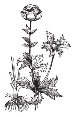 Bu resmi dünya çiçek denilen bir bitki olduğunu, bu bitkilerin Orta Avrupa dağlarda bulunur ve bu çiçekler sarı, vintage çizgi çizme veya oyma illüstrasyon.