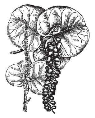 Bu Coccoloba Uvifera bir görüntüdür. Yaprak ve çiçek ve meyve aynı zamanda orada görüldü, vintage çizgi çizme veya oyma resimde küçük tür büyük ve büyük boyutu vardır.