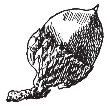 Bu çerçevede bir fındık var, şekli bir şapka gibi. Sıkı, vintage çizgi çizme veya oyma illüstrasyon kapağına olduğunu.