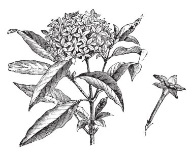 Bitkilerin kırmızı, beyaz, pembe ve mor tonlarında tüylü yeşil yaprakları ve çiçekleri kümeleri vardır. Çiçekler bir grup olan çiçekleri üstünde, vintage çizgi çizme veya oyma illüstrasyon.