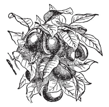 Küçük Hindistan cevizi meyve zor, sarımsı, bir numaralı seribaşı olarak drupe yaklaşık 2 cm çapında bilinen meyve. Ne zaman bir koyu kırmızı renkli arillus çevreleyen bir kahverengi küçük Hindistan cevizi tohumu, vintage çizgi çizme veya illüstrasyon oyma topuz teşhir bölmelerini ikiye, Olgun.