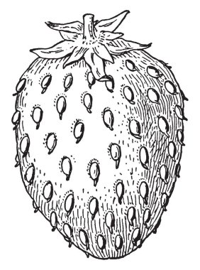 Bu çilek meyve gösteren resim bulunur. Bu meyve tatlı ve sulu. Tohum meyve dış bölümü üzerinde büyür. Tohum yuvarlak ve küçük. Yapraklar küçük ve meyve, vintage çizgi çizme veya oyma illüstrasyon bağlı.