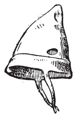 bir şapka, vintage illüstrasyon kazınmış.