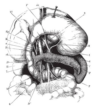 Bu resimde mide pankreas karaciğer ve oniki parmak bağırsağı, vintage çizgi çizme veya oyma illüstrasyon temsil eder.