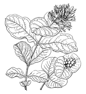 bitki görüntü. Vektör çizim