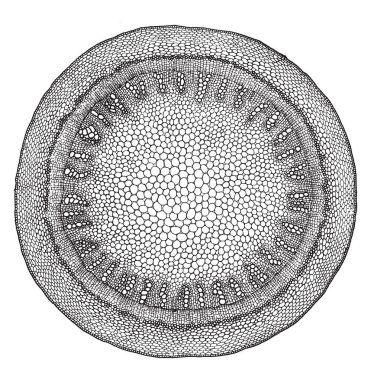 Yüzük ikincil xylem, vintage çizgi çizme veya oyma resimde gösterilen kök kesiti bir diyagramı.