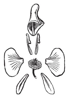 Bir resim boğan gösteriyor. Buna çiçek bölümlerini gösterir: Başlık, iki Laterallerin eşit, geniş ve düz şekillendirme ve alt iki küçük, vintage çizgi çizme veya illüstrasyon oyma beş sepals, üst çanak yaprak vardır.