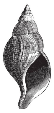 Neptunea Islandica Kuzey Atlantik, vintage çizgi çizme veya oyma illüstrasyon ortak bir fusoid gastropod olduğunu.