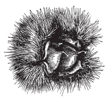 Bir diyagramı dikenli bur, vintage çizgi çizme veya oyma resimde birden çok kestane.