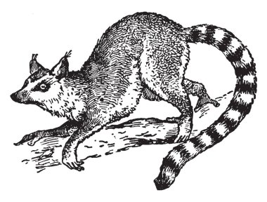 Halka kuyruklu maki çizim veya illüstrasyon oyma bir grimsi, vintage çizgidir.