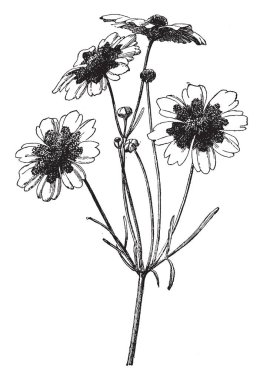 A picture is showing a branch and flower of Coreopsis Tinctoria also known as Tickseed which grows one to three feet tall, vintage line drawing or engraving illustration. clipart
