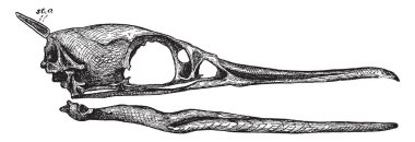 Karabatak kafatası gösteren sto oksipital stili veya ense kemiği, vintage çizgi çizme veya oyma illüstrasyon.