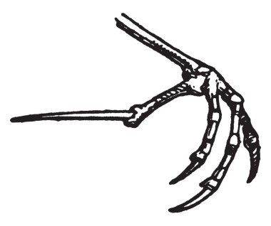 Bir çayır kuşu, vintage çizgi çizme veya oyma illüstrasyon pençeleri.