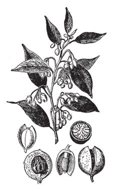 İki farklı baharatlar - Hindistan cevizi ve topuz, vintage çizgi çizme veya oyma illüstrasyon taşıyan için alacak olan dünyanın sadece tropik ağaç Hindistan cevizi ağacı Myristica Fragrans bilinen bir tohum olduğunu.