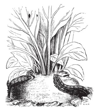 Caterpillar şalgam güve agrotis segetum, vintage çizgi çizme veya oyma illüstrasyon ortak adıdır.