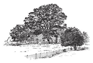 Resmi beyaz meşe. Yaprakları geniş, düz ve Pinnately loblu vardır. Meyve saçak olmadan Kupası vardır. Çok çeşitli yaşam boyunca Ohio, vintage çizgi çizme veya oyma illüstrasyon bulunur.