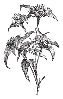 Bir resmi bir şube gösteren ve Commelina çiçek dayflowers çiçek, vintage çizgi çizme ya da oyma illüstrasyon .kısa hayatlarımızın nedeniyle olarak da adlandırılan.