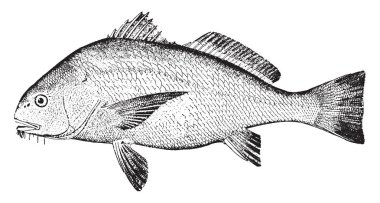 Davul olarak da bilinen mavi Drum, vintage çizgi çizme veya oyma resimde siyah.