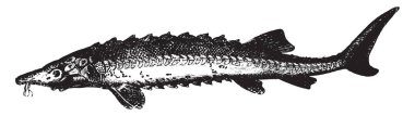 Sturgeon, eski oyma resimli. La Vie dans la nature, 1890