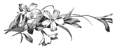 Vinca Minor, deniz salyangozu ortak addır; Apocynaceae, Güney Rusya aralığı için Avrupa'ya yerli ailedir. Zemin boyunca yayılır ve kaynaklanıyor köklü, kolayca büyür ortalama drene toprak, çizim veya şekil oyma vintage çizgi.