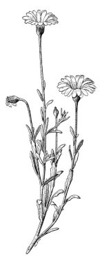 Dimorphotheca otu gösteren bir resim. Bu Dimorphotheca cins ve bitki ailesine ait. Onun çiçek büyük ve beyaz, sarı ve turuncu, vintage çizgi çizme veya oyma illüstrasyon çiçek renkleri vardır.