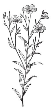 Bir resim keten bitki gösteriyor. Bu keten üst bir parçasıdır bitki bloom, vintage çizgi çizme veya oyma illüstrasyon.