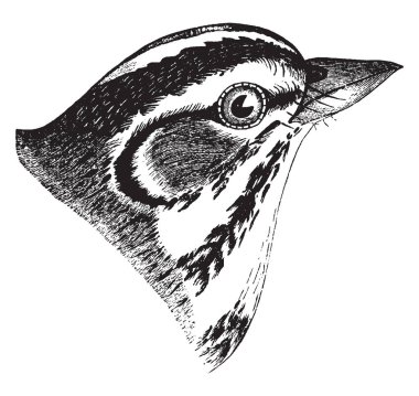 Oldukça büyük Amerikan serçe, vintage çizgi çizme veya oyma illüstrasyon toygar serçe olduğunu.