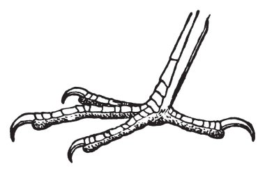 Bu resim ayak tavuk, vintage çizgi çizme veya oyma illüstrasyon temsil eder..
