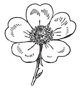 Sarı petal çiçek bilinir. Beş yaprakları, vintage çizgi çizme veya oyma illüstrasyon şeklinde petal kalp.