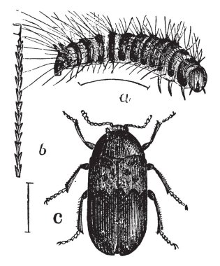 Kiler böceği larvaları ve Imago nerede bacaklar ve renktedir sarı saçlar, vintage çizgi çizme veya oyma illüstrasyon ile kaplıdır.