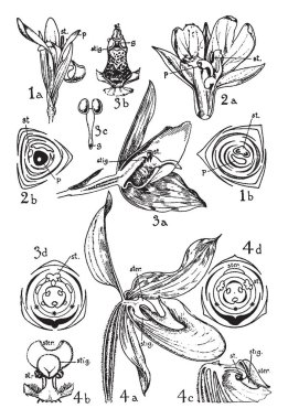 Bir resim, Cannaceae, Marantaceae ve Salepgiller emirlerini gösterir ve aynı zamanda görüntü özetlenen canna, maranta, lycastee ve cypripedium, vintage çizgi çizme de dahil olmak üzere veya illüstrasyon oyma bu istekleri farklı çiçekler.