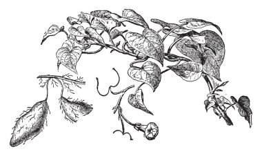 Bu resimde bir tatlı patates ve çiçek bu dalın gösterir. Bu kök onun tatlılık nedeniyle yemek için kullanılabilir. Kalp şeklinde yaprakları vardır ve çiçek beyaz ya da lavanta rengi, vintage çizgi çizme veya oyma illüstrasyon.