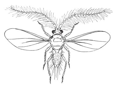 Pamuksu ölçek böcek özellikle narenciye ve Pittosporum, vintage çizgi çizme veya oyma illüstrasyon üzerinde kanatlı.