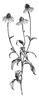 Bir resmi bir şube gösteren ve mor Coneflower çiçek Rudbeckia Purpurea ve Echinacea Purpurea, klasik çizgi çizme veya oyma illüstrasyon bilinen.