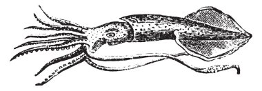 Ortak kalamar, vintage illüstrasyon kazınmış. Doğal Tarih hayvanların, 1880