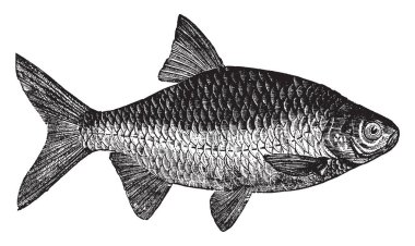 Redeye is a very common fish in Europe, vintage line drawing or engraving illustration. clipart