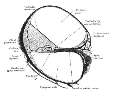 Bu resimde koklea kulak, vintage çizgi çizme veya oyma illüstrasyon temsil eder..