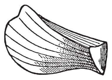 Bu bir hastate yaprak şeklinde olduğunu. Yaprak üst tarafında çok keskin ve alt yüzünde çizim veya illüstrasyon oyma kalın, vintage çizgi.