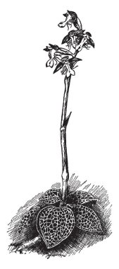 Bir resim bir dal ve Anoectochilus Regalis çiçeklerin hangi bazı en çekici görünüyor anoetochilus, vintage çizgi çizme veya oyma illüstrasyon.